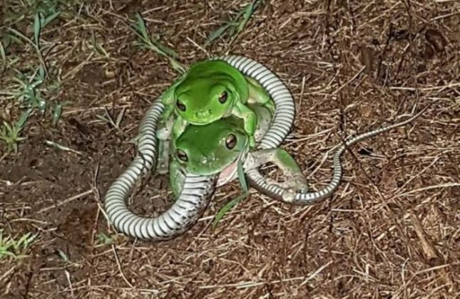 Frog Eats Keelback Snake – Bundaberg Now