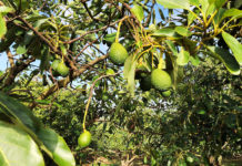 avocado harvest