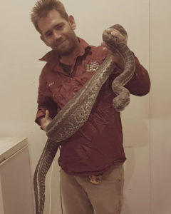 7.1kg carpet python removed from Branyan home – Bundaberg Now