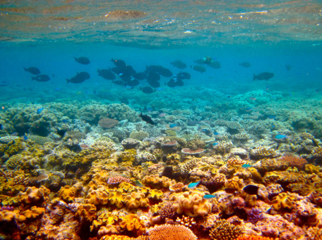 Canegrowers dispute science behind reef protection plans – Bundaberg Now