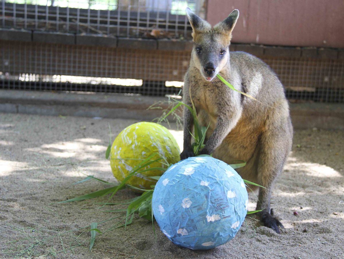 Zoo animals celebrate Easter with special treats Bundaberg Now