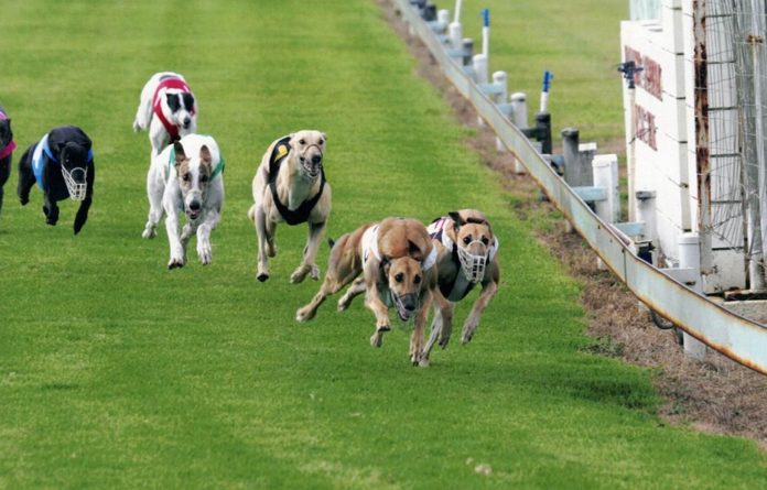 Details Released For Inaugural TAB Greyhounds Meeting – Bundaberg Now