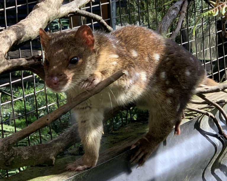 Quoll Coming From Tasmania To Alexandra Park Zoo – Bundaberg Now