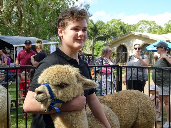 Alpaca open day draws flocks of visitors – Bundaberg Now