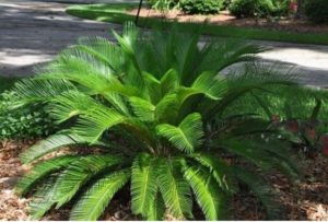 Couple warn of toxic plants after puppy death – Bundaberg Now