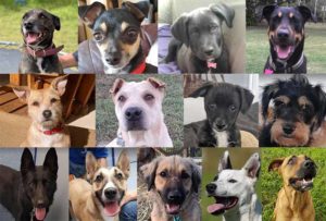 Red Collar Rescue: 4000 dogs in 10 years – Bundaberg Now