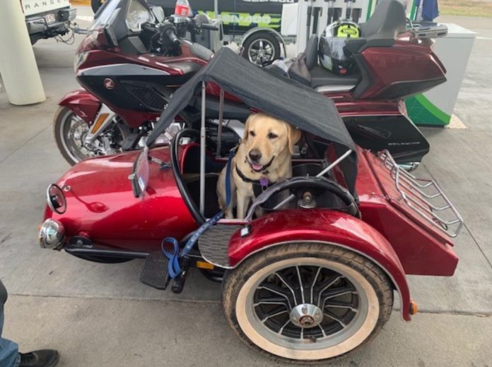 School holiday road safety with a furry friend – Bundaberg Now