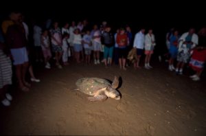 Mon Repos Turtle Encounter dates announced – Bundaberg Now