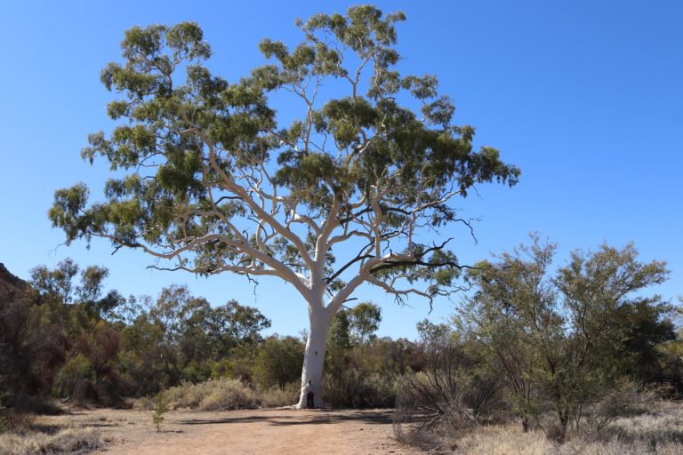 4WD club epic journey to centres of Australia – Bundaberg Now