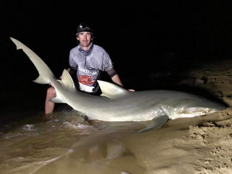 Burnett River sharks fished for research – Bundaberg Now