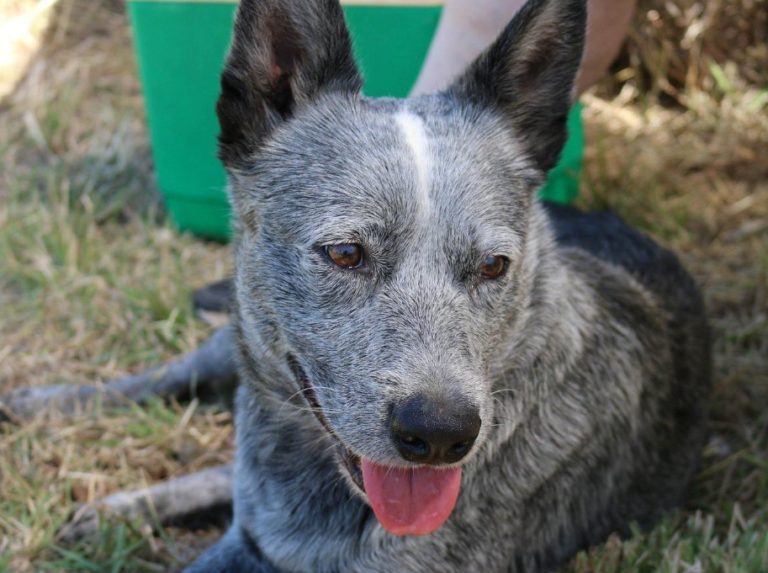 Adopt a pet: Rocky the cattle dog loves a cuddle – Bundaberg Now