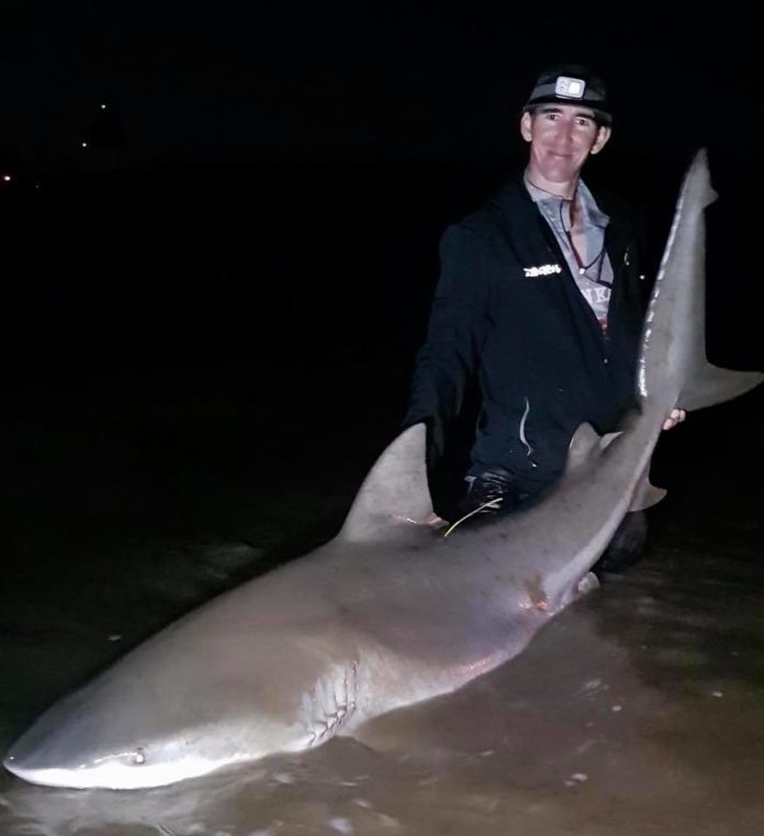 Burnett River sharks fished for research – Bundaberg Now