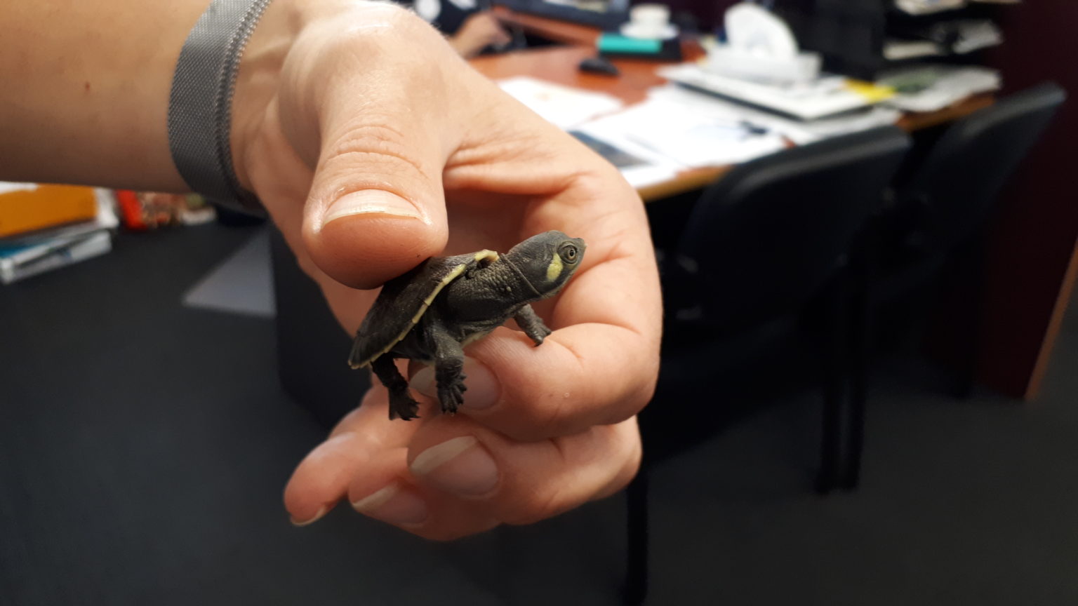 Tiny turtles in garden bed surprise Council staff – Bundaberg Now