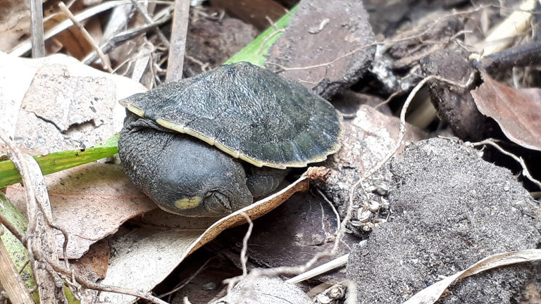 Be Turtle Aware, They're On The Move – Bundaberg Now