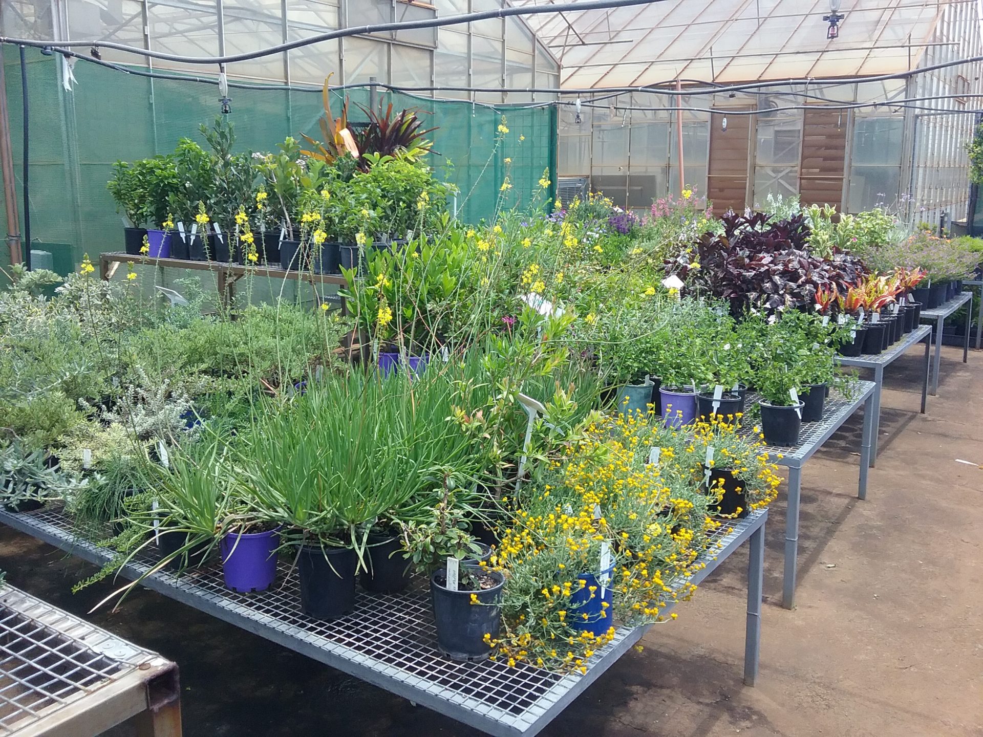 Grab a bargain at the Nardoo Nursery Mega Plant Sale Bundaberg Now