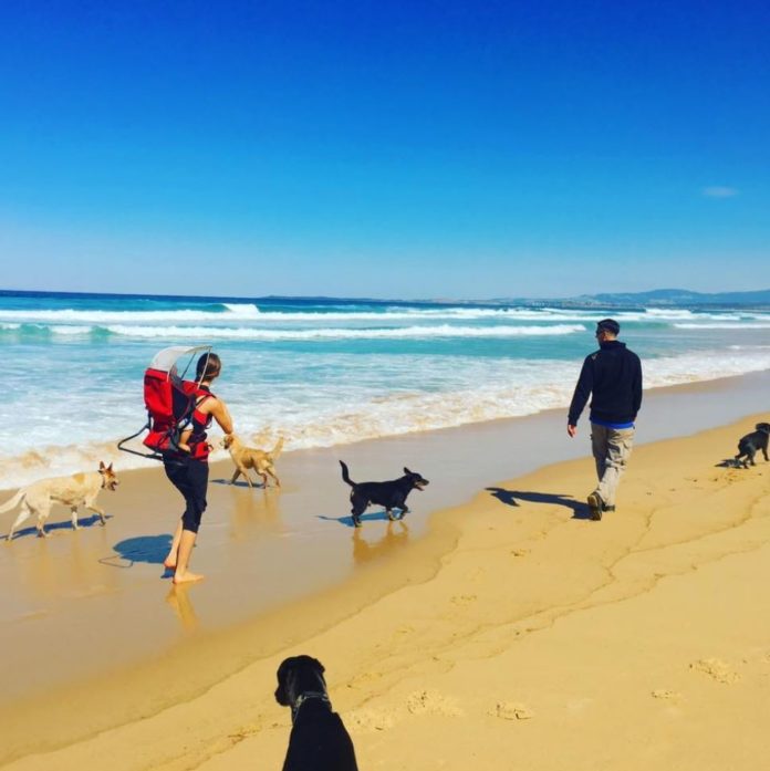 Sydney family start dog-walking business in Bundy – Bundaberg Now