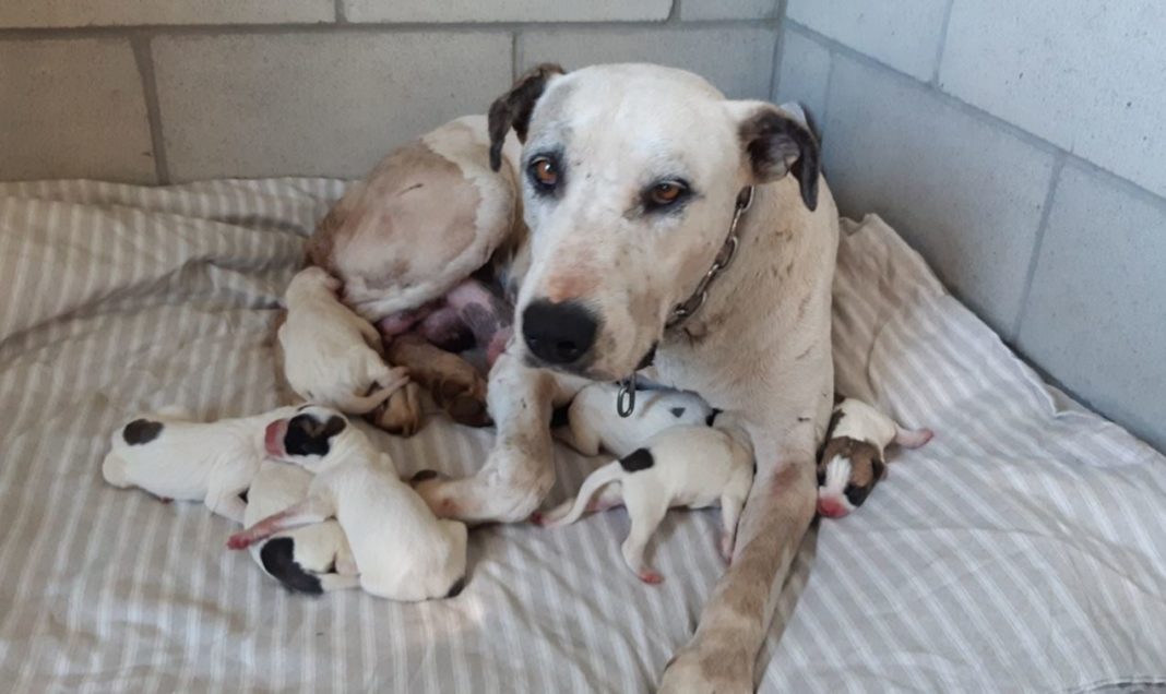 seven-puppies-born-at-council-pound-bundaberg-now