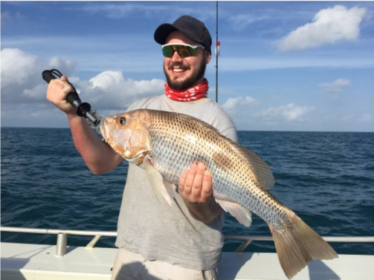 Use Redmap app to track marine life – Bundaberg Now