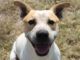 Dobby the smiling pup needs a home – Bundaberg Now