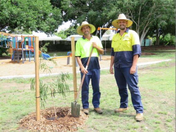 Tree Planting Holds Special Meaning For Council Staff – Bundaberg Now