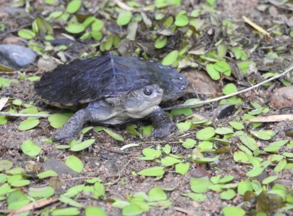 Illegally kept turtles given new homes – Bundaberg Now