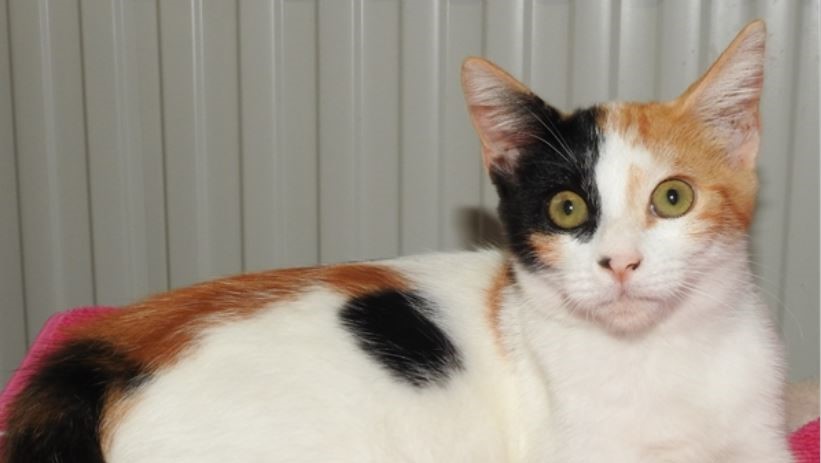 Evelyn the cat looking for cuddles – Bundaberg Now