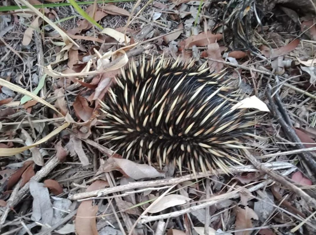 Echidnas On The Move As Breeding Season Begins Bundaberg Now