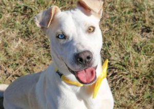 Handsome Bailey needs to find his forever home – Bundaberg Now