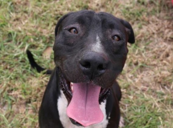 Big boy Remington needs a family – Bundaberg Now