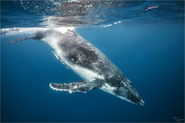 Whale watching season to help boost economy – Bundaberg Now