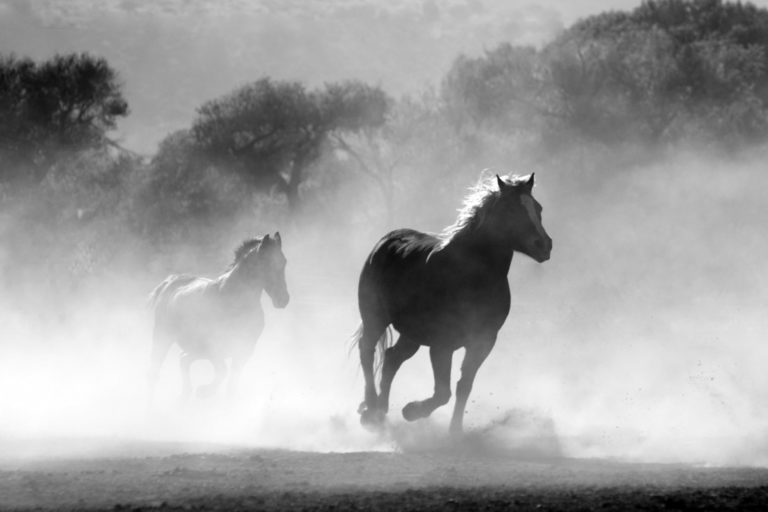 Horse owners reminded to vaccinate against Hendra virus – Bundaberg Now