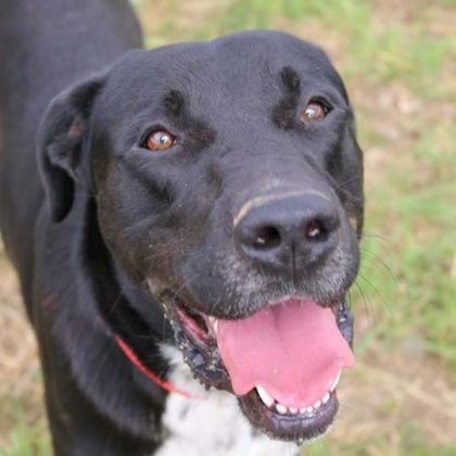 Kind-hearted Barney could be the perfect pup for you – Bundaberg Now