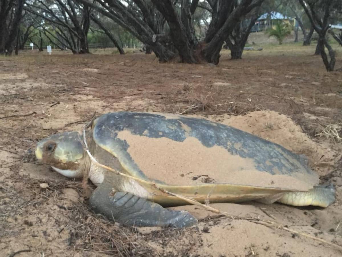 Kellys Beach Resort helps Sea Turtle Alliance – Bundaberg Now