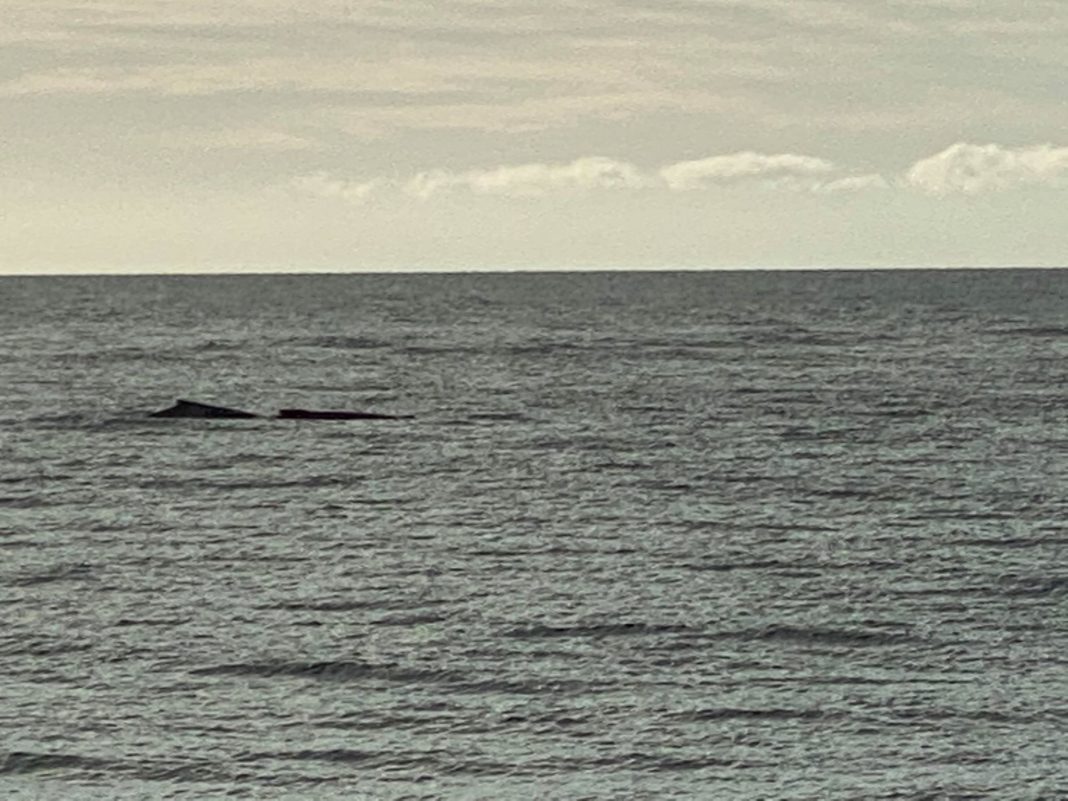 First whales of season spotted at Bargara \u2013 Bundaberg Now