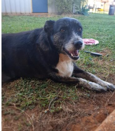 Adopt a pet: precious Penny – Bundaberg Now