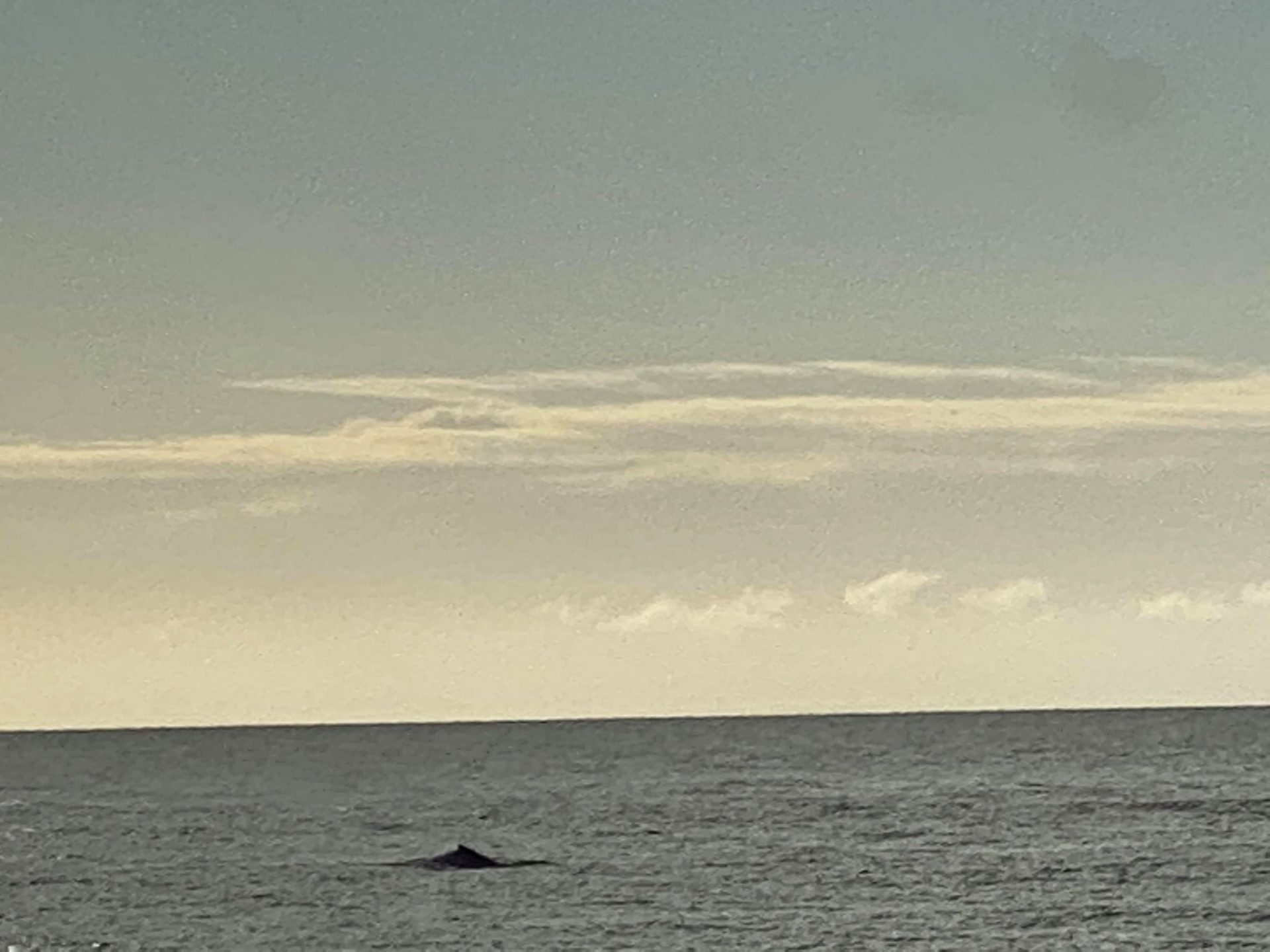 First whales of season spotted at Bargara \u2013 Bundaberg Now