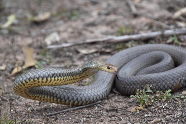 Community encouraged to be aware of snakes – Bundaberg Now