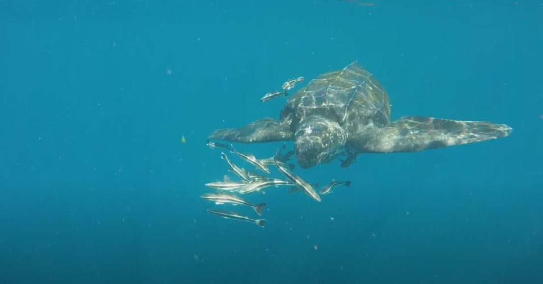 Fishermen get up close with world's largest sea turtle – Bundaberg Now