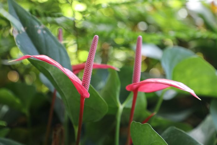 In our Garden: Elisabeth grows Christmas spirit – Bundaberg Now