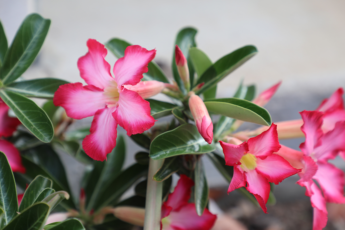 Donna’s Coonarr garden a piece of paradise – Bundaberg Now