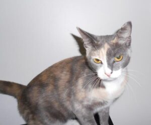 Pretty kitty Sheba is up for adoption at RSPCA – Bundaberg Now