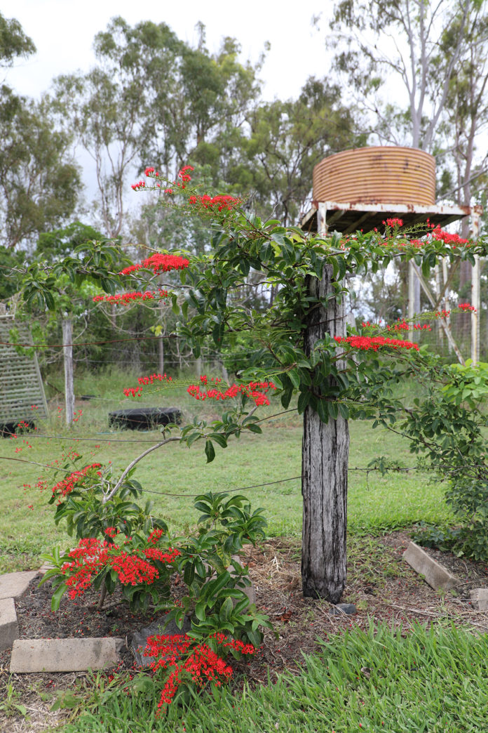 Johnson’s riverside garden a backyard getaway – Bundaberg Now