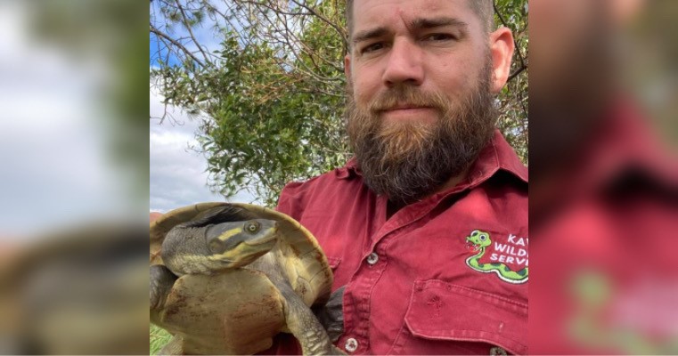 Be turtle aware, they're on the move – Bundaberg Now