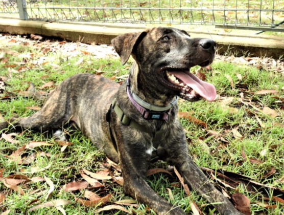 Adopt a pet: Inquisitive Monty seeks a home for life – Bundaberg Now