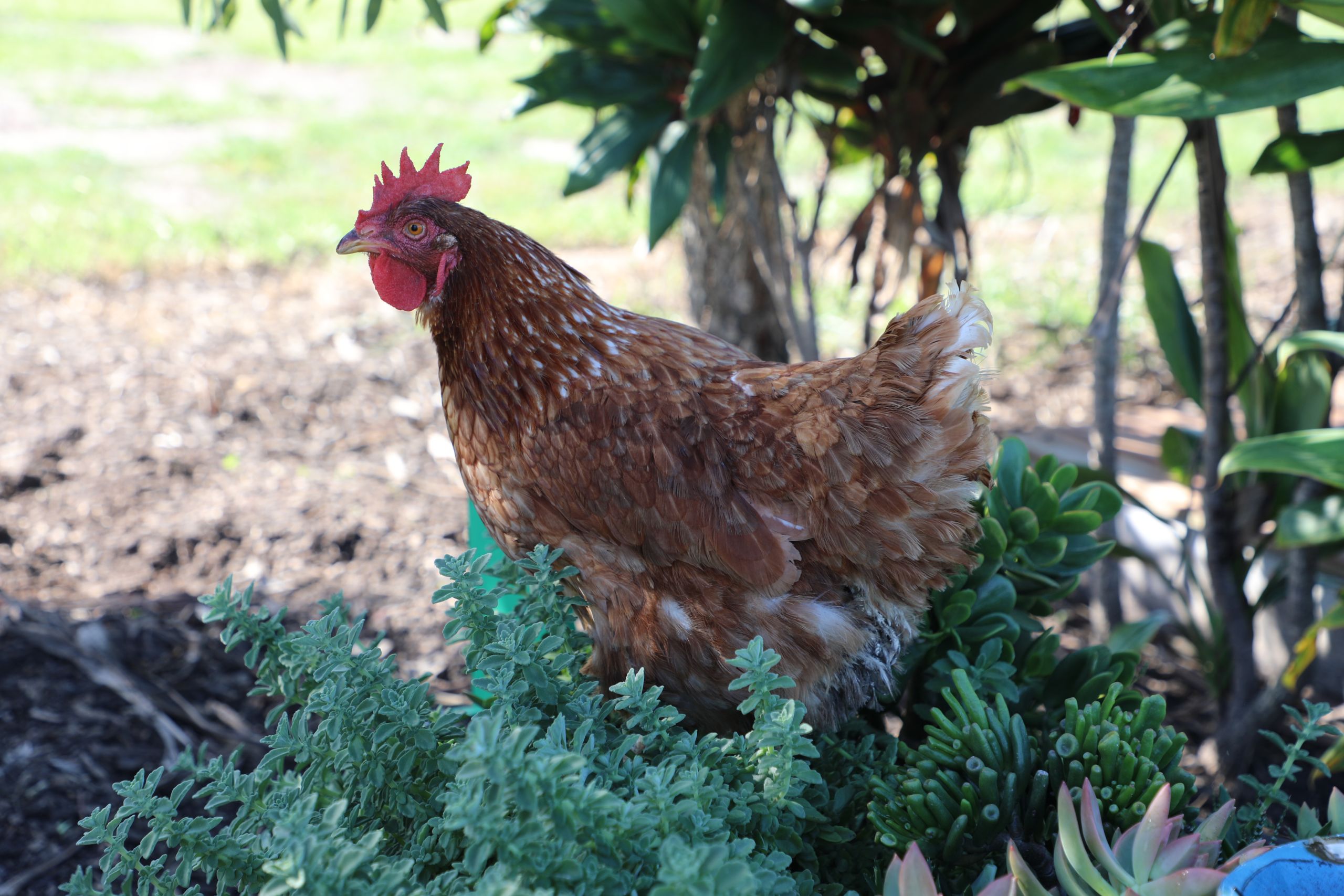 Creatures take comfort in Sasha’s tranquil garden Bundaberg Now