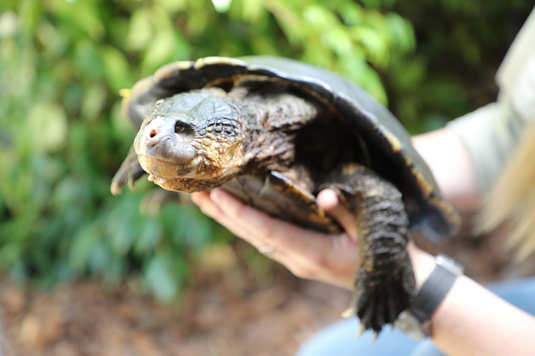 Elsey Makes Alexandra Park Zoo Her Retirement Home – Bundaberg Now