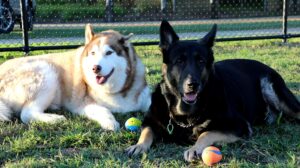 Feedback wanted for new dog off leash parks – Bundaberg Now