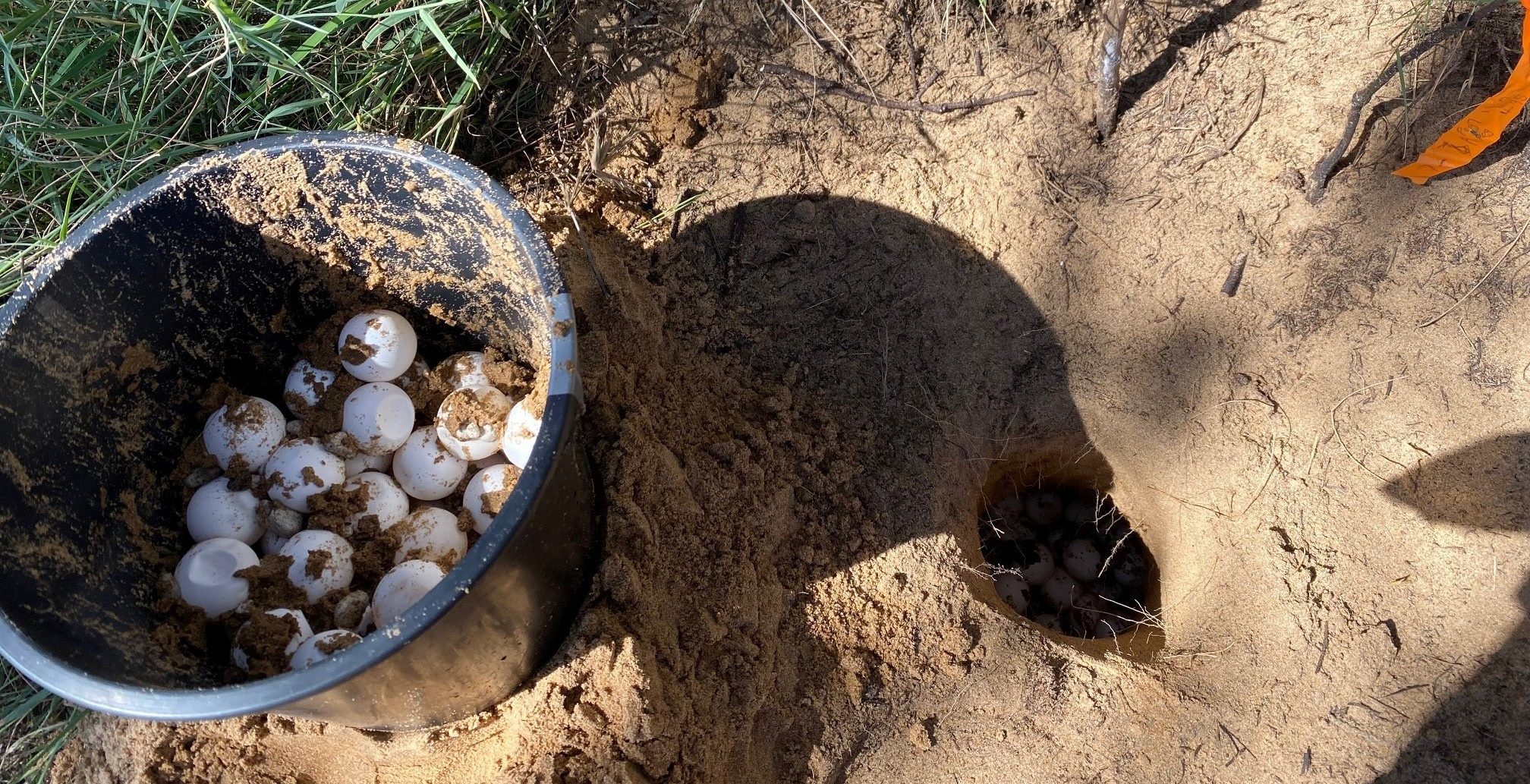 Thousands of turtle eggs moved after high tides – Bundaberg Now