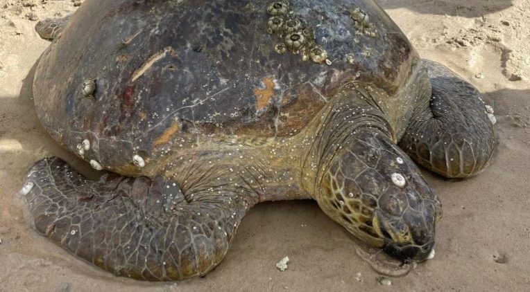 Community comes together to help green sea turtle – Bundaberg Now