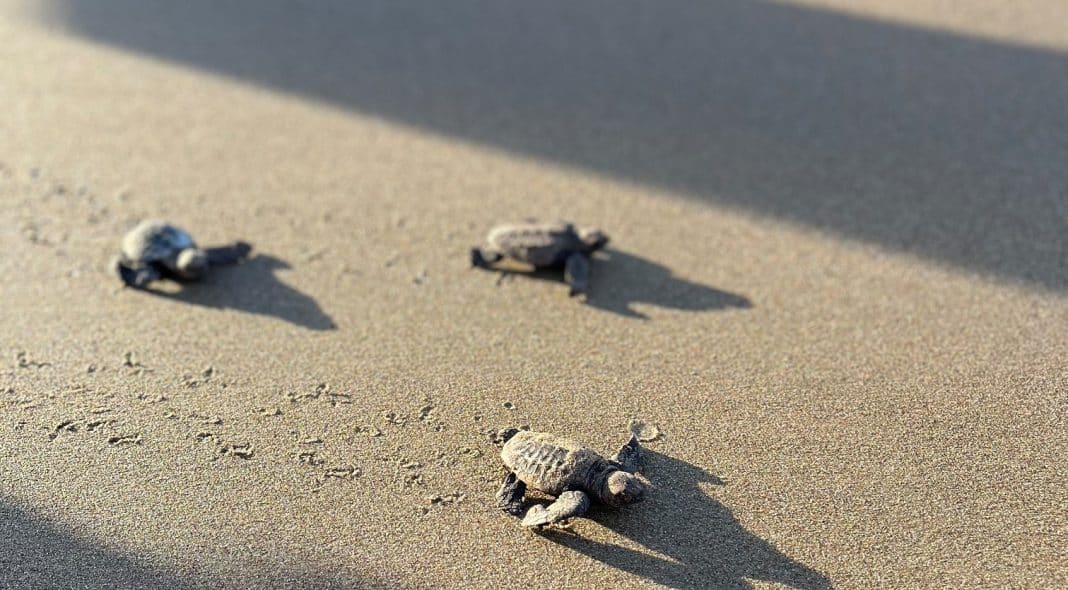 Volunteers needed to protect turtles – Bundaberg Now